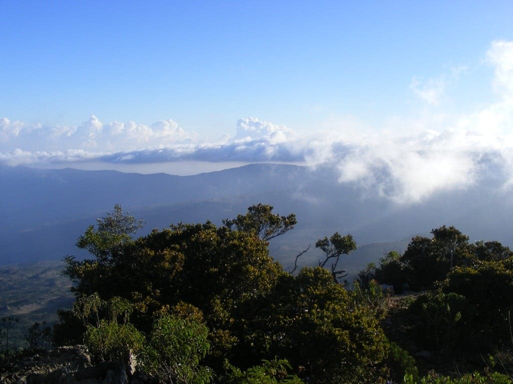 Misty forested mountain slopes of the Cal Madow range in northern Somalia