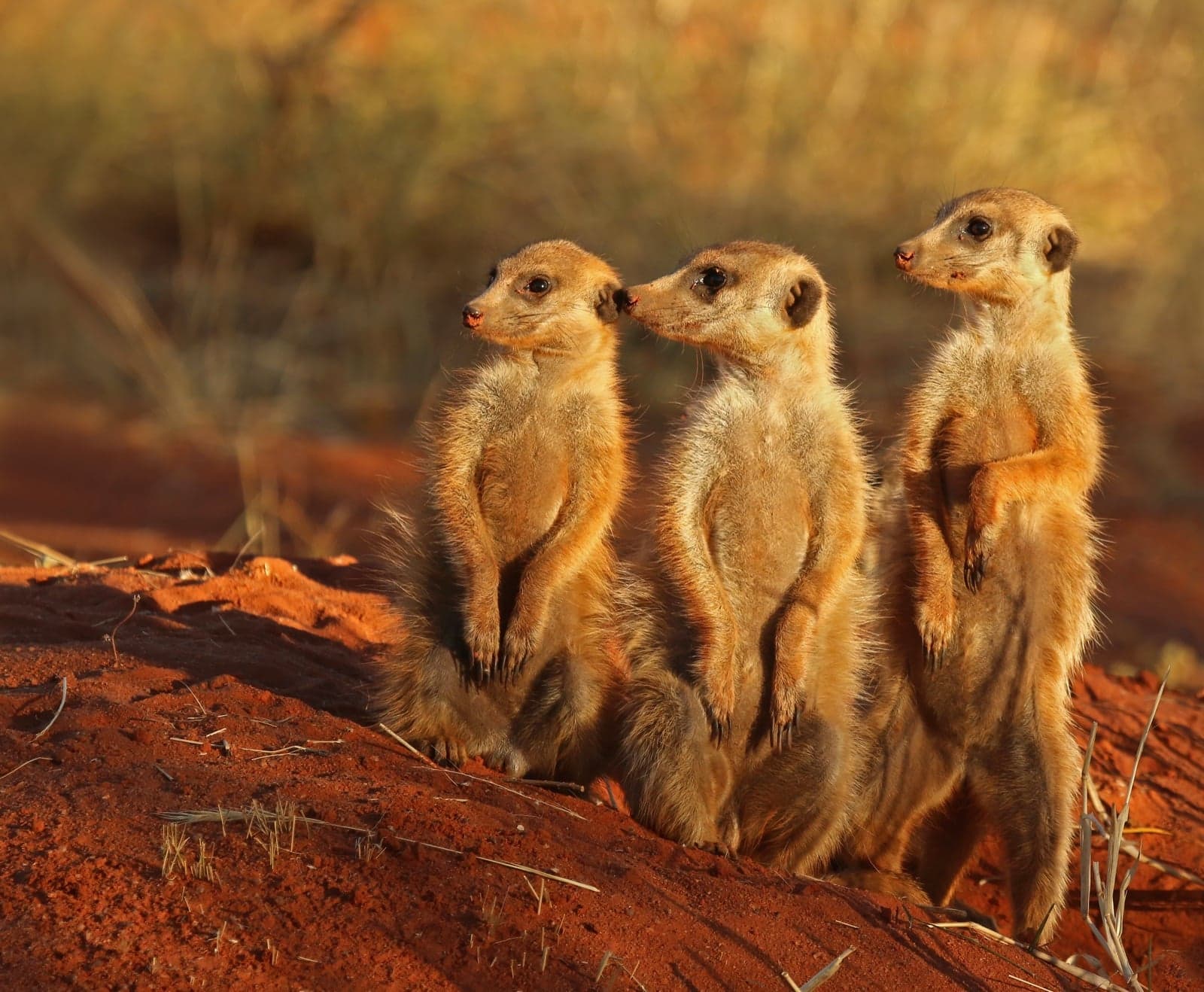 Three meerkats standing upright together on red Kalahari sand