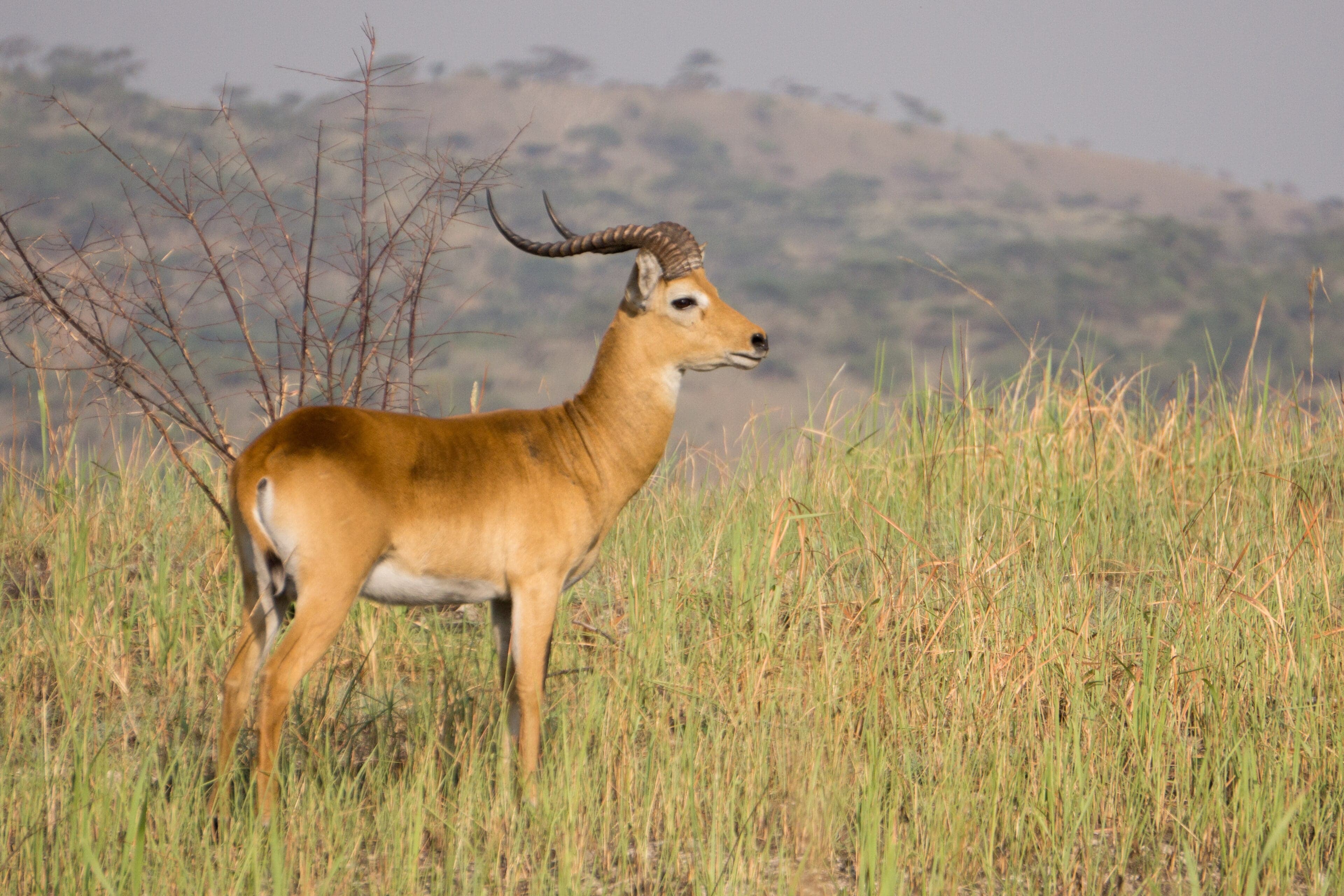 A herd of white-eared kob antelope running across open grassland