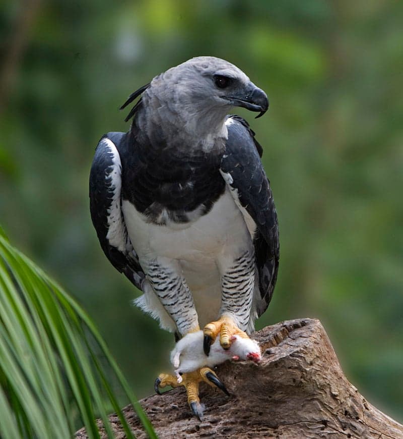 A harpy eagle perching on a branch, showing its striking grey and white feathers and crest