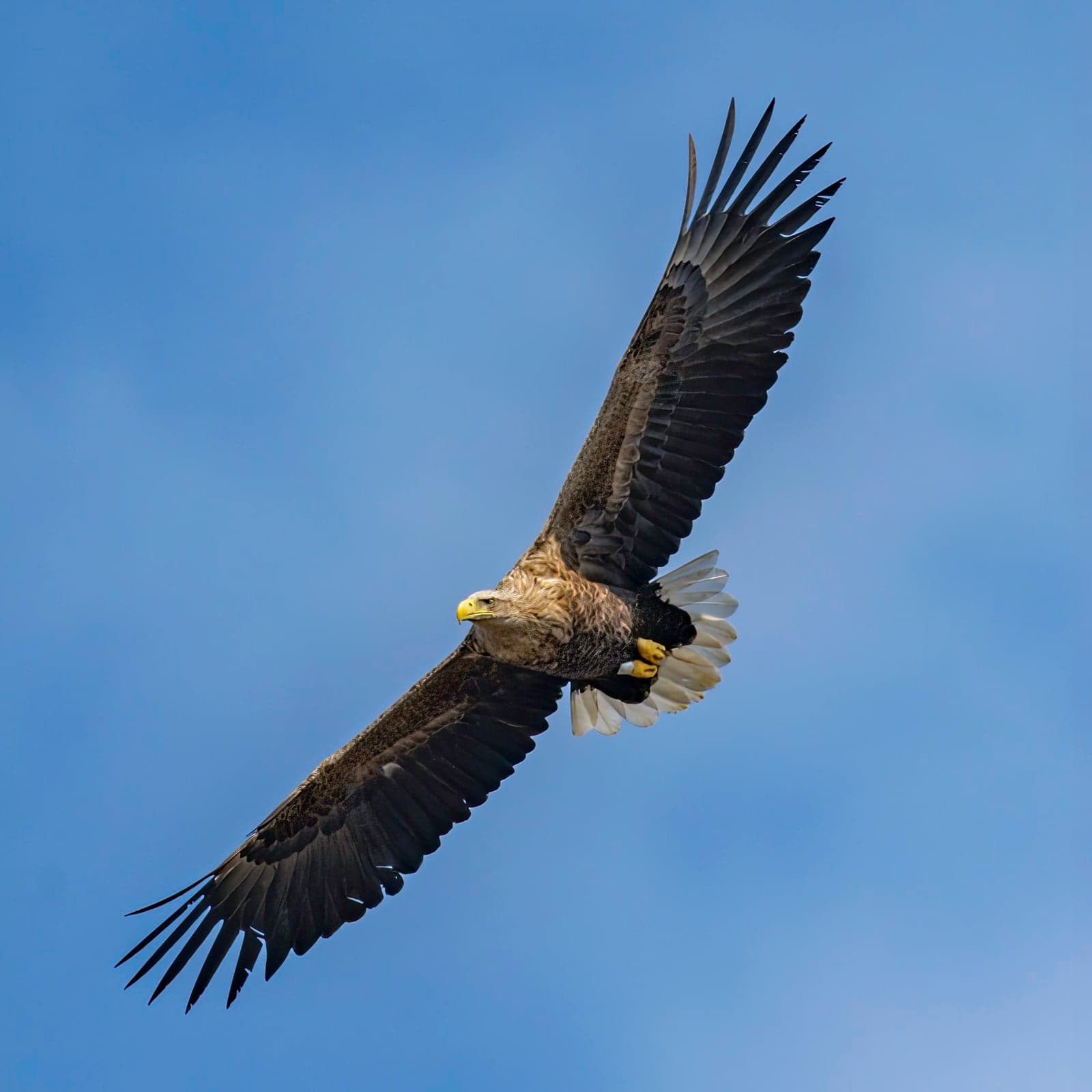 A white-tailed eagle soaring with wings outstretched against a blue sky