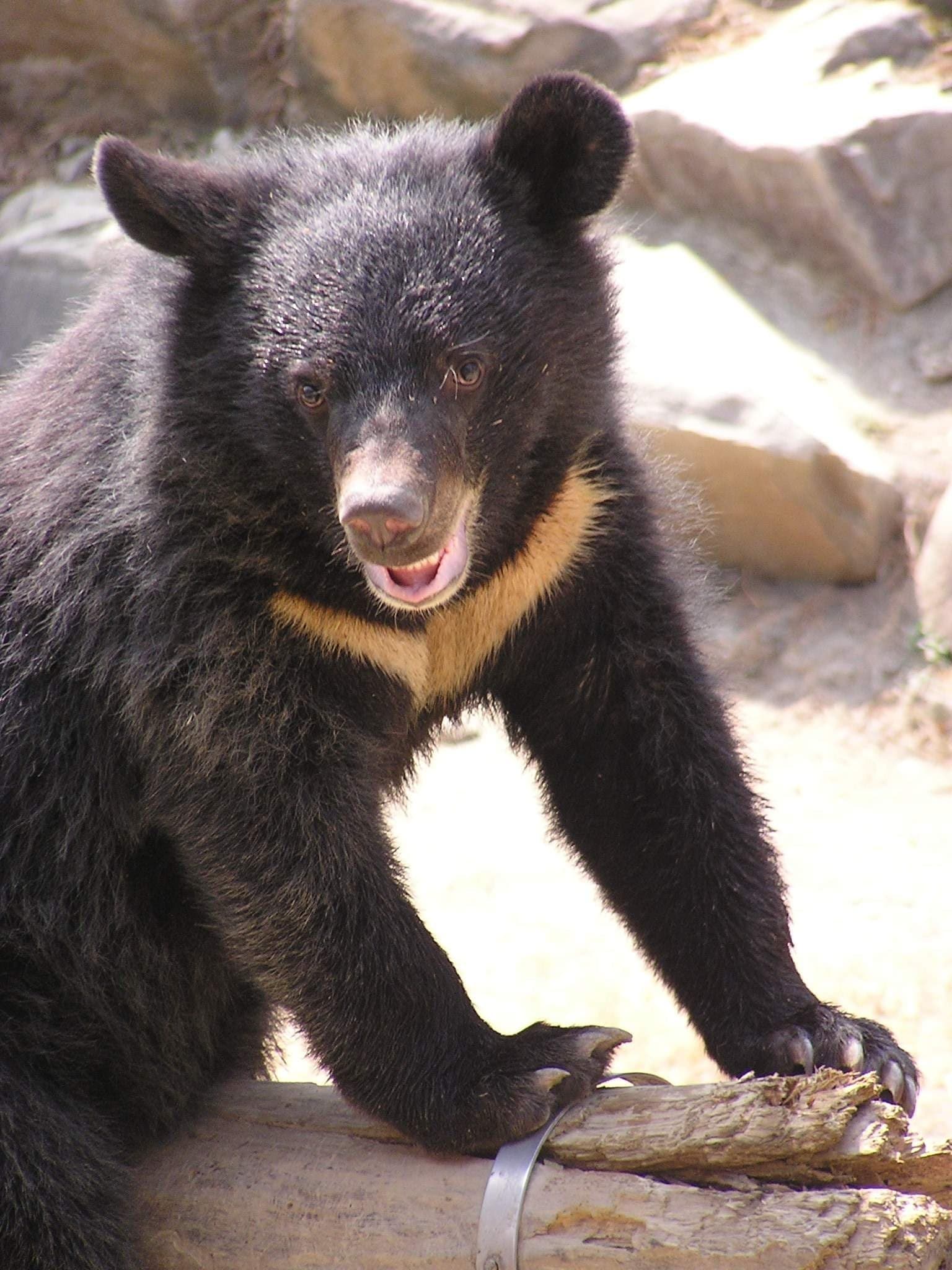 A Formosan black bear walking through a forest with a white V mark on its chest