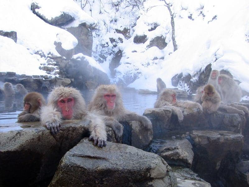 A Formosan macaque sitting on a rock with a baby on its back