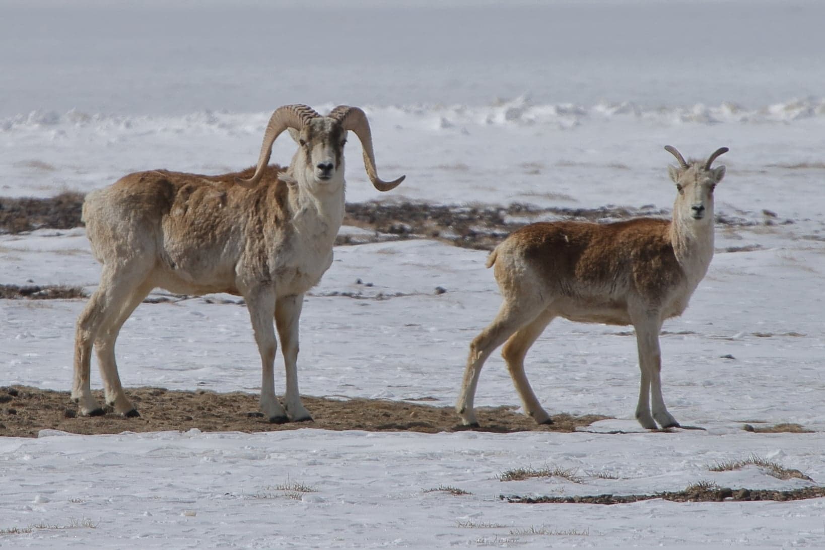 A Marco Polo sheep with enormous spiralling horns standing on a rocky Pamir hillside