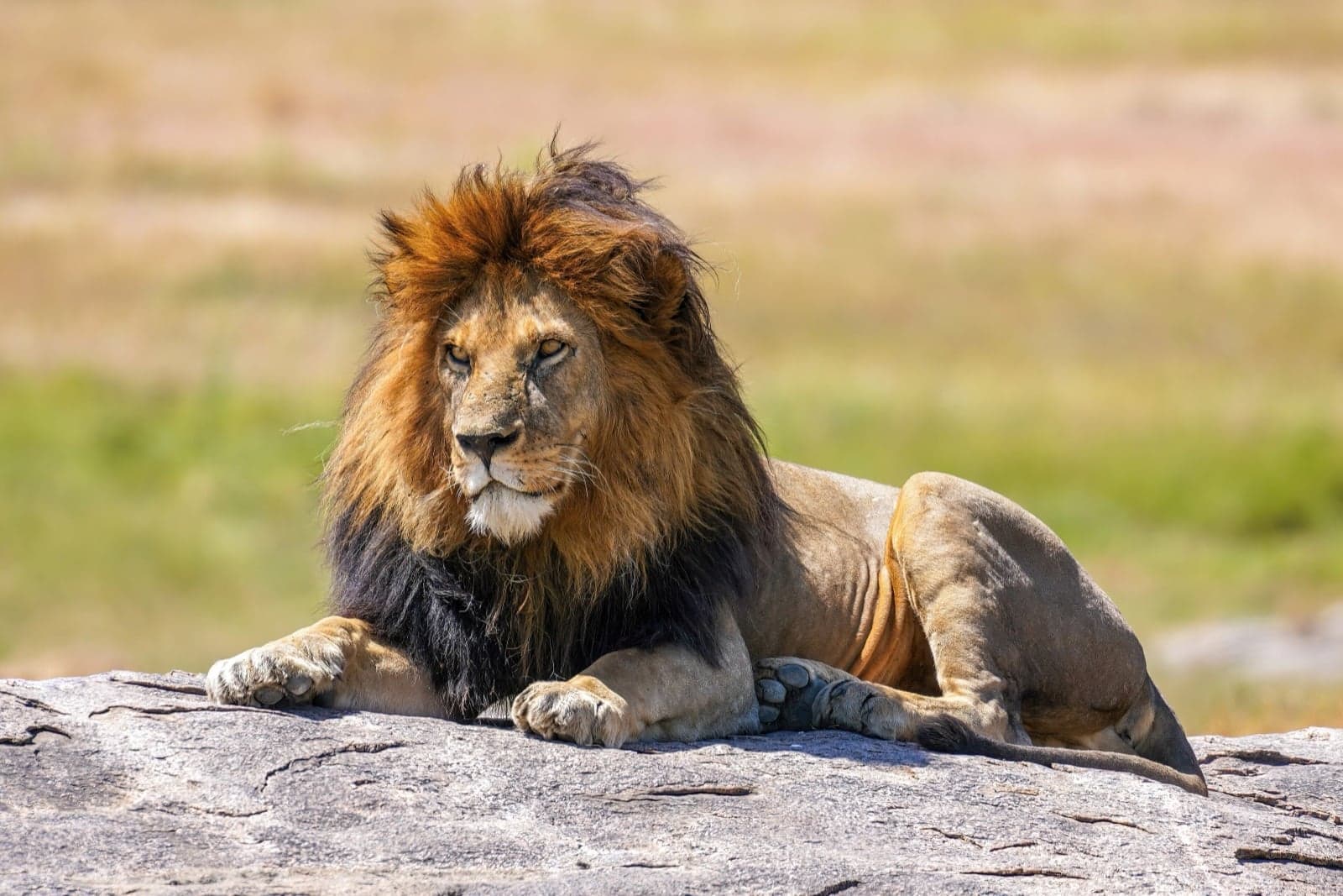 A lion resting in the grass of the Serengeti