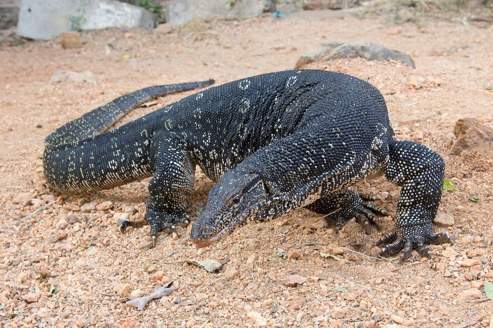 An Asian water monitor lizard with yellow speckles on dark scales