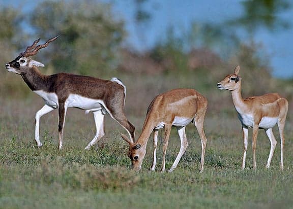A kob antelope standing alert in golden savannah grass