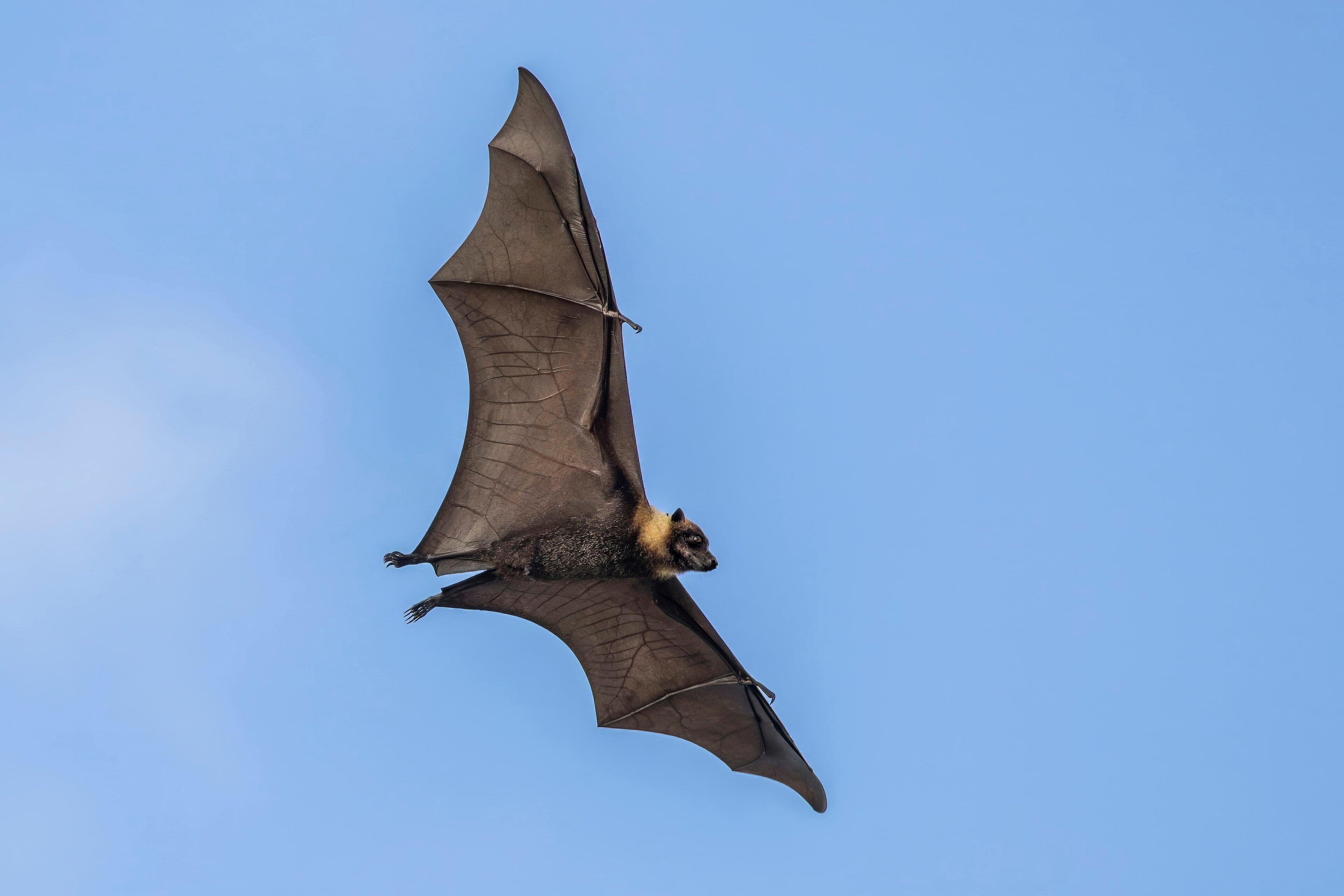 Pacific flying foxes hanging upside down in the trees of Tonga