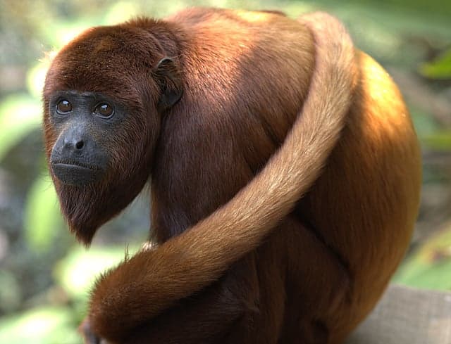 A red-orange howler monkey sitting in a tree in Trinidad's rainforest