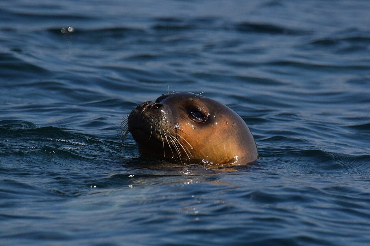 A Mediterranean monk seal swimming near the Turkish coast