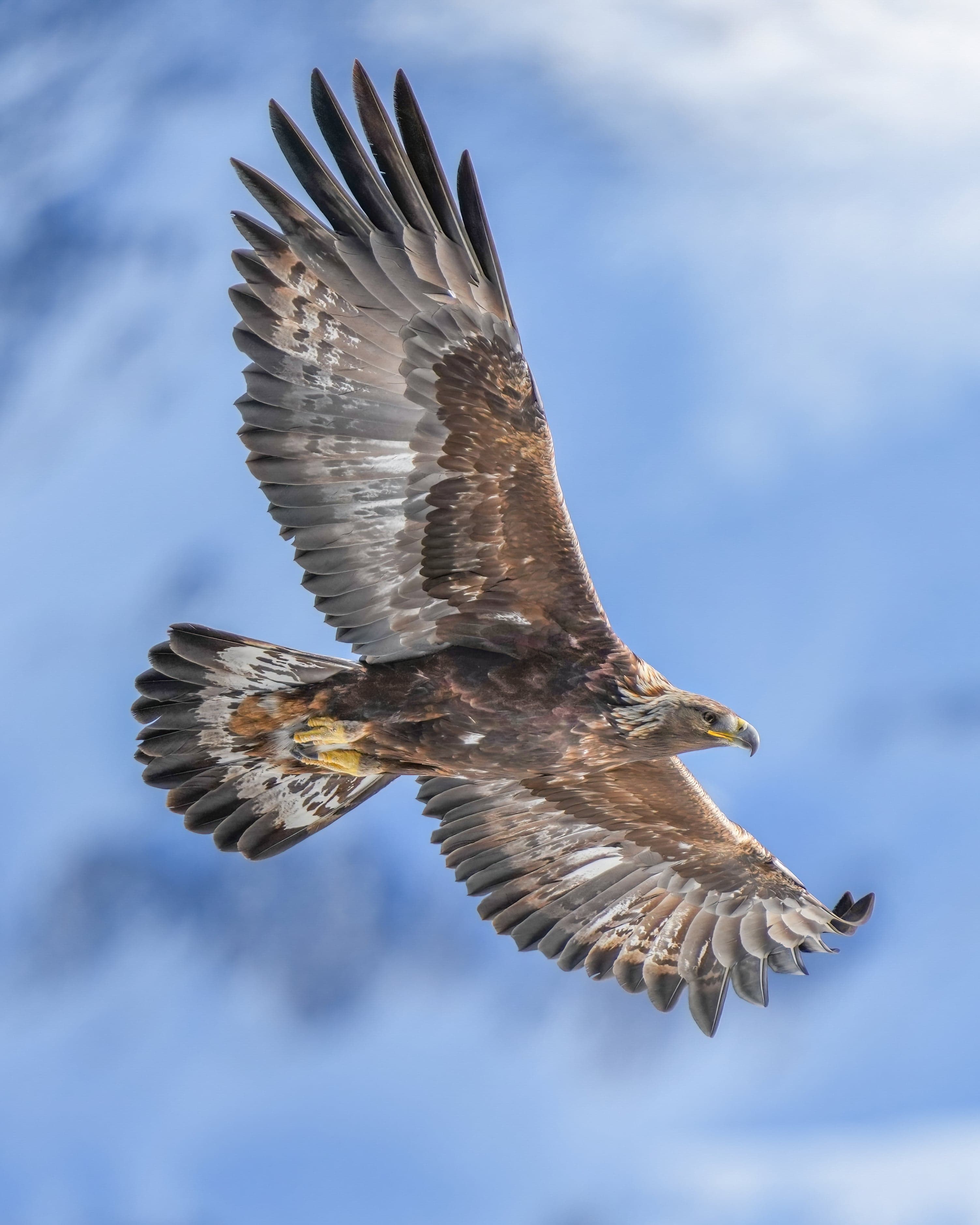 A golden eagle with wings fully spread gliding over rocky mountain terrain