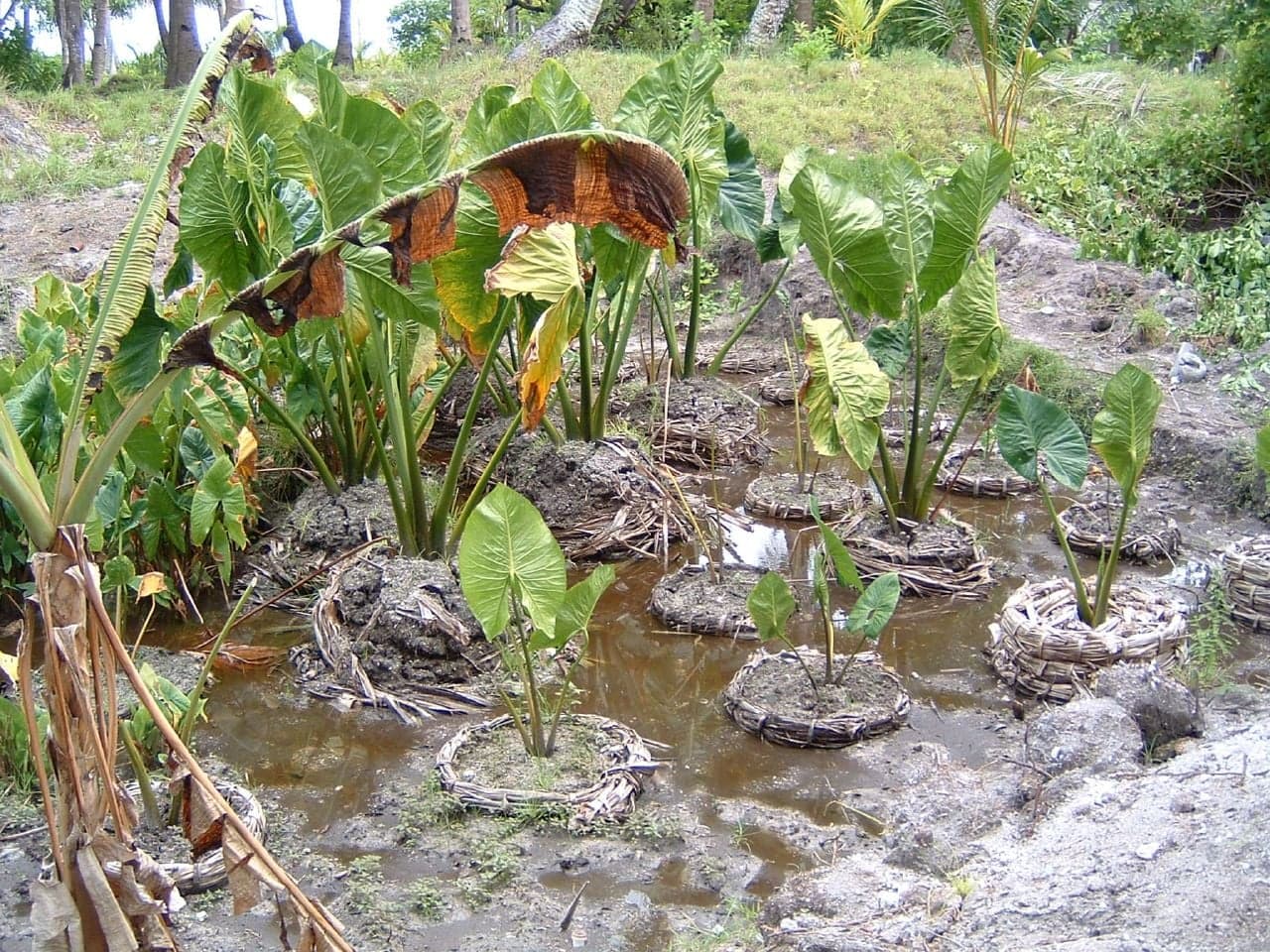 Large green taro leaves growing in a shaded swamp garden on a small Pacific island