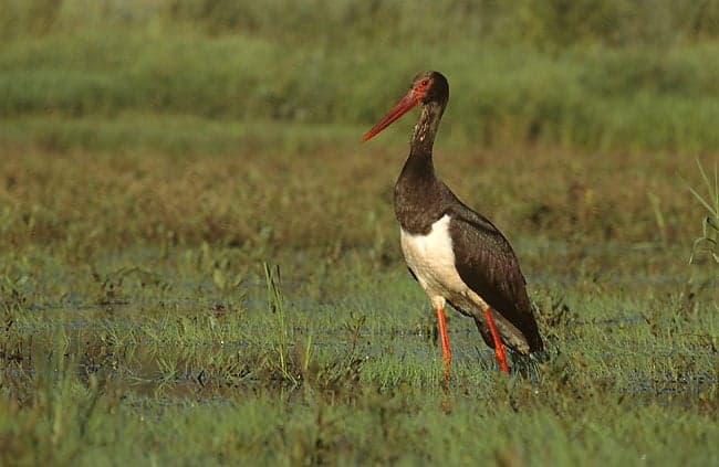 A glossy black stork with a red beak standing by a forest stream