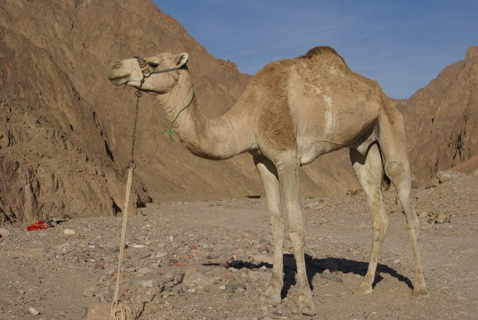 An Arabian camel standing in the dunes
