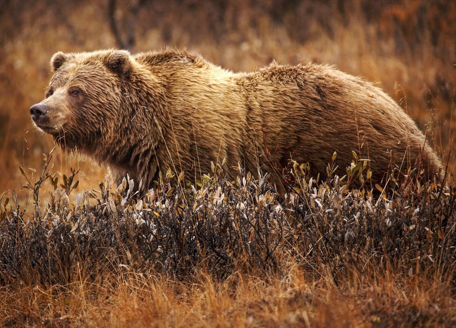 A grizzly bear walking through golden grass