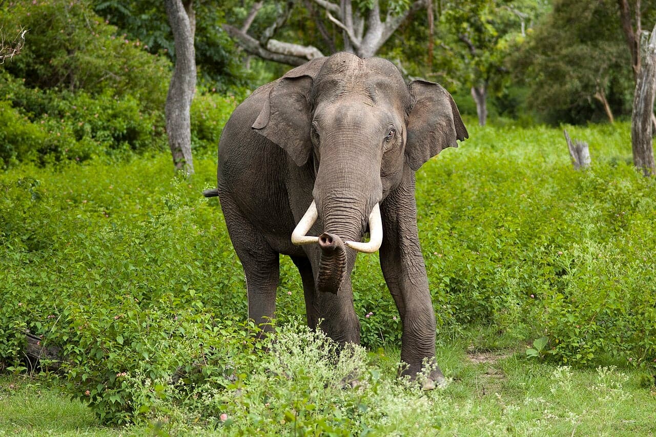 A wild Asian elephant with curving tusks standing in a green forest