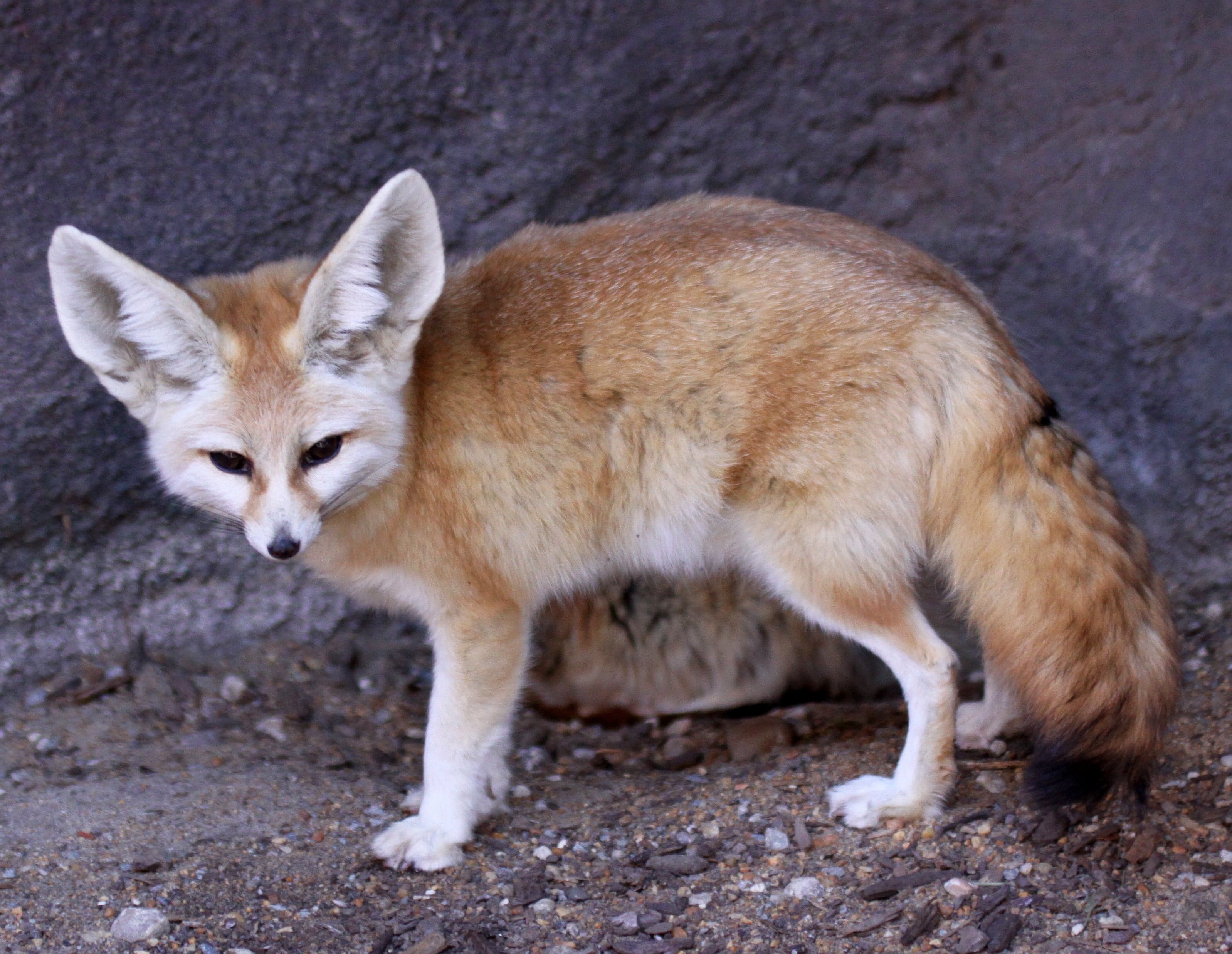 A tiny fennec fox with huge rounded ears sitting on desert sand