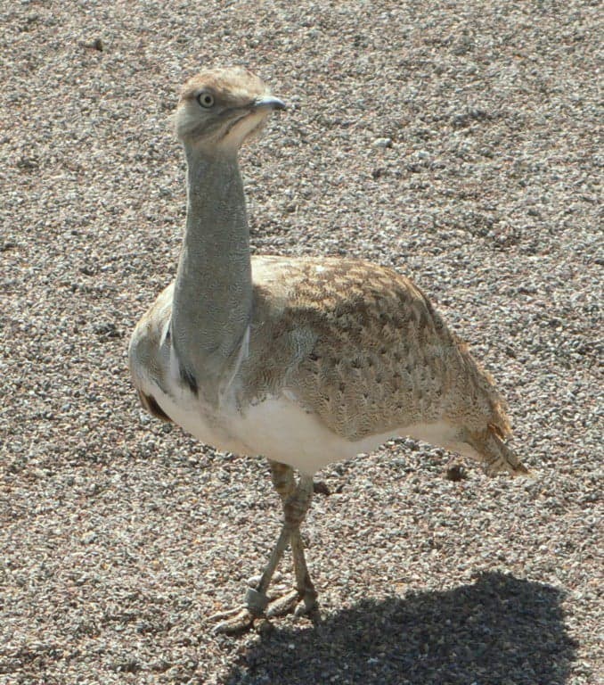 A houbara bustard with white neck feathers fanned out on desert sand