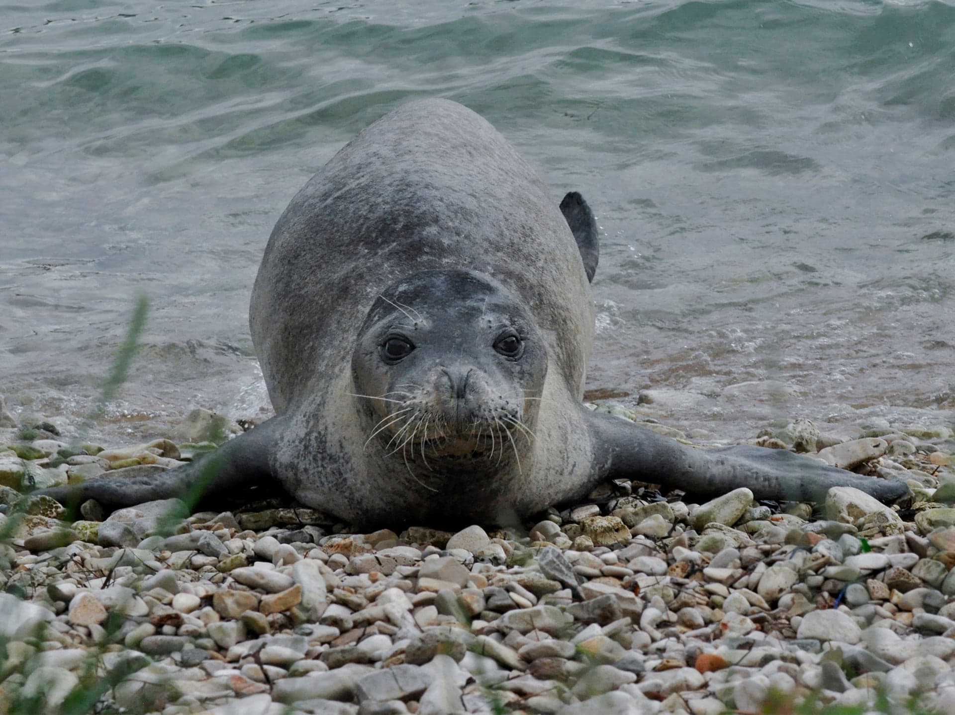 A Mediterranean monk seal resting on a rocky Atlantic beach