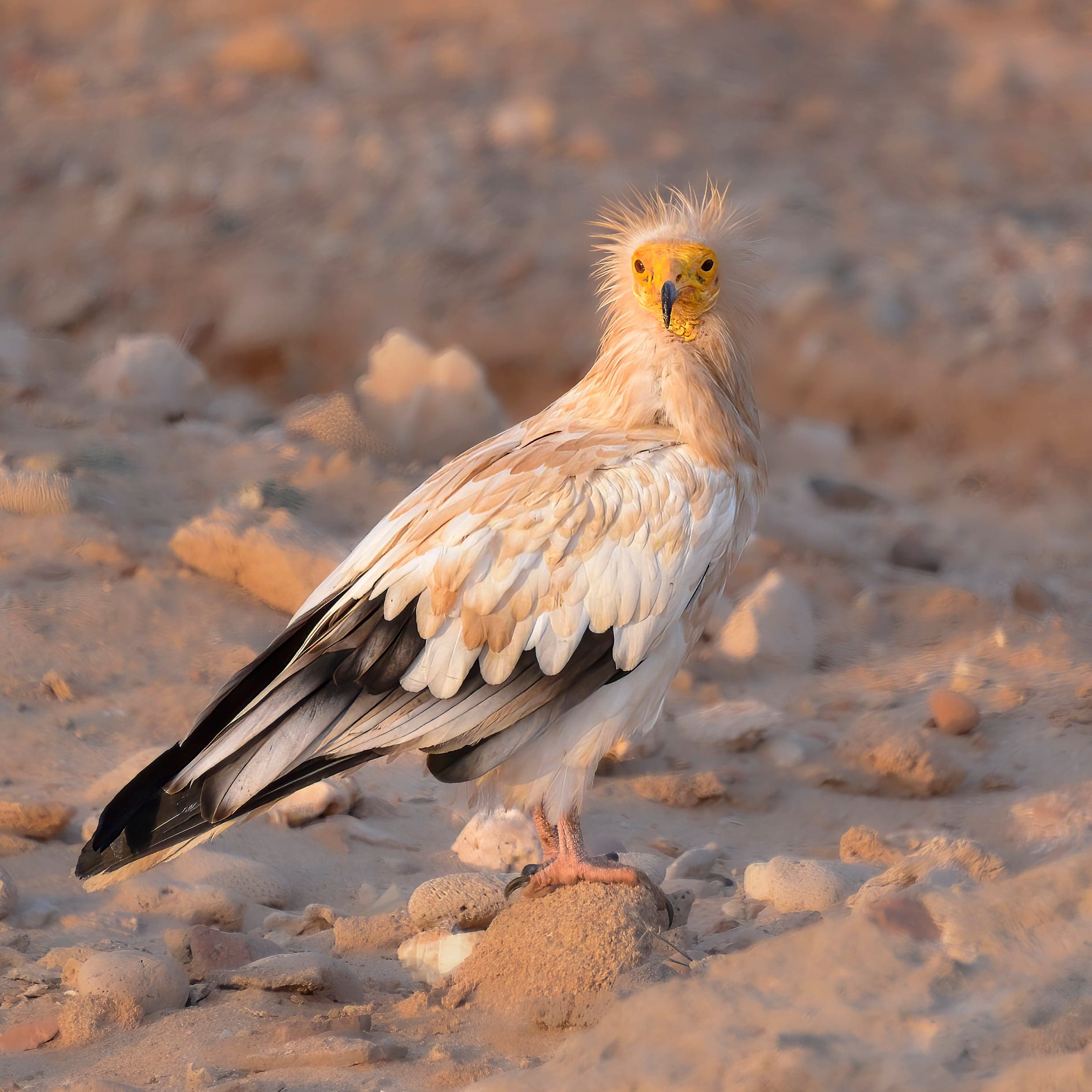 An Egyptian vulture with its distinctive white and black plumage and yellow face in flight