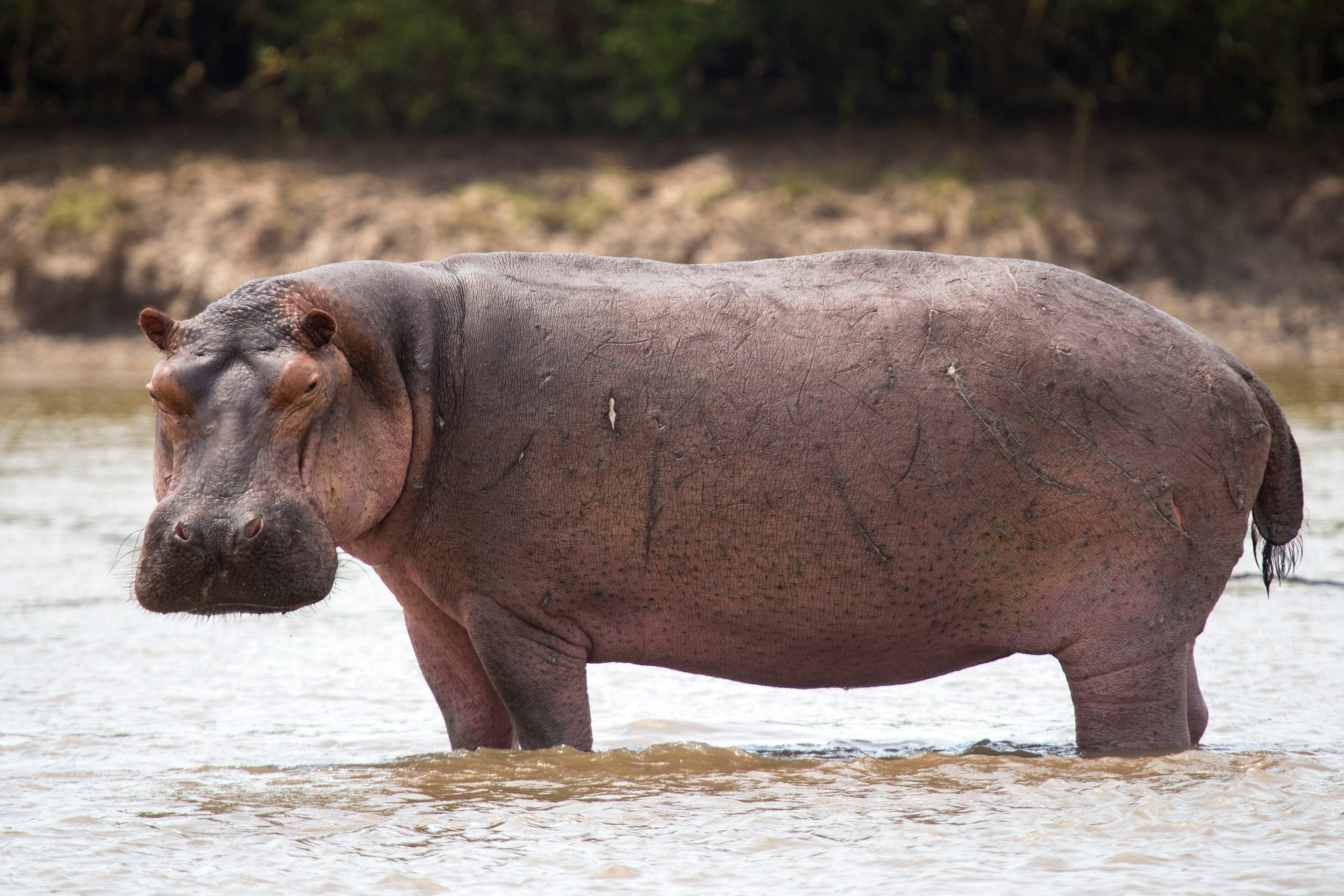 A pod of hippos resting in the Luangwa River with just their eyes above the water