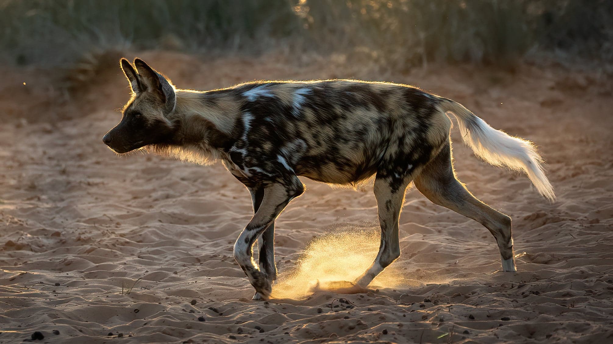 An African wild dog with patchy black, yellow and white fur in Hwange