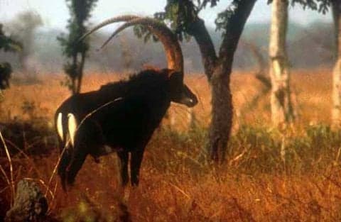 Male giant sable antelope with huge curved horns standing in golden grassland