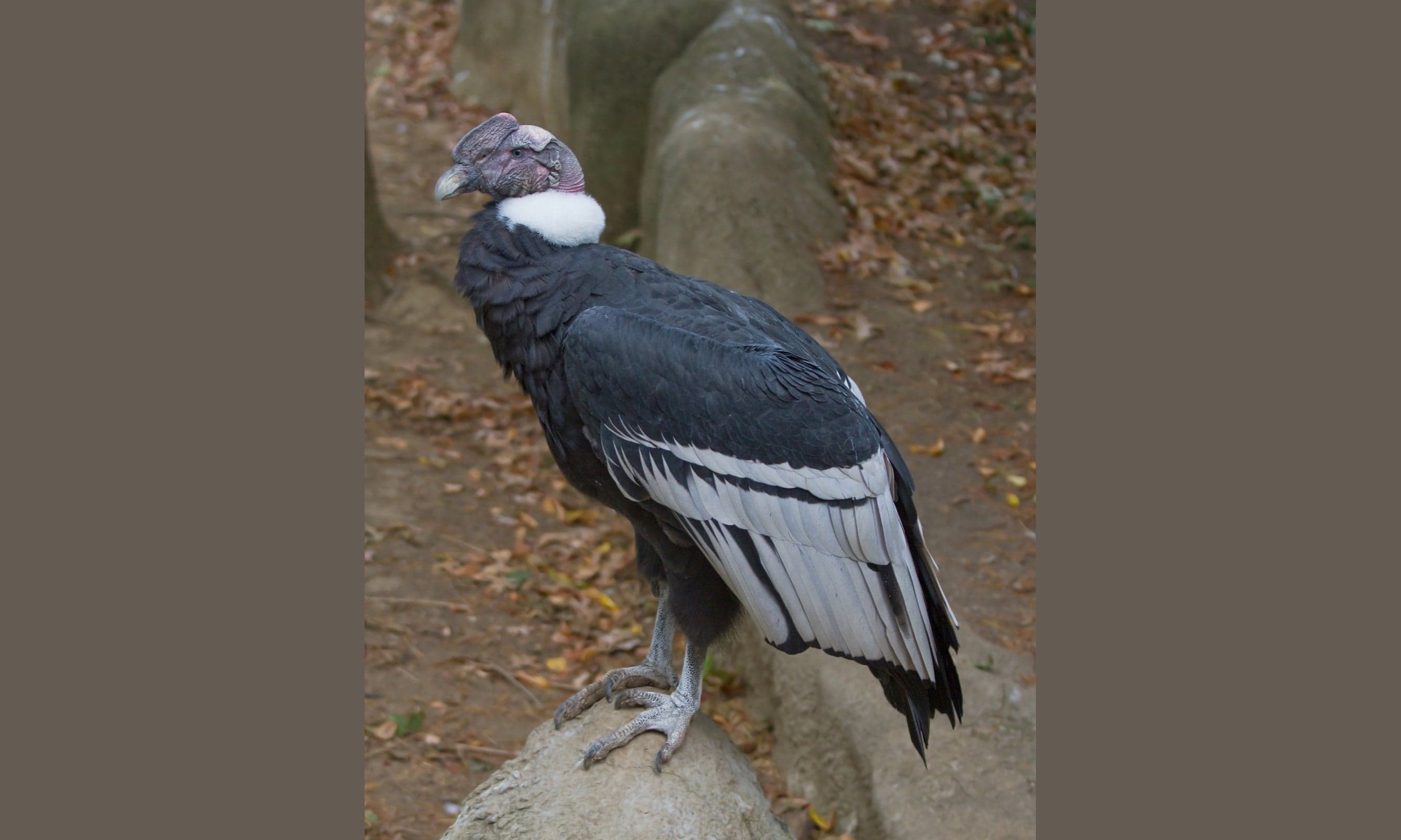 An Andean condor standing on a rock with its head turned