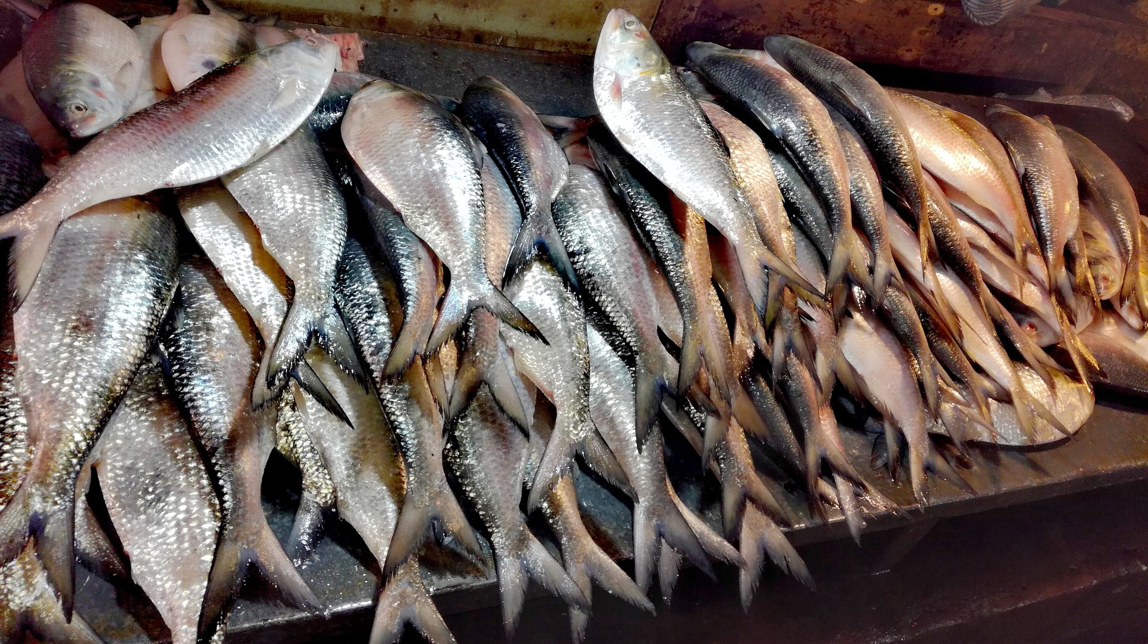 Fresh hilsa fish arranged in neat rows at a Bangladeshi fish market, their silver scales glinting