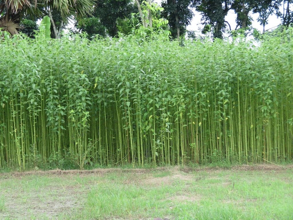 A dense field of tall green jute plants growing in Bangladesh