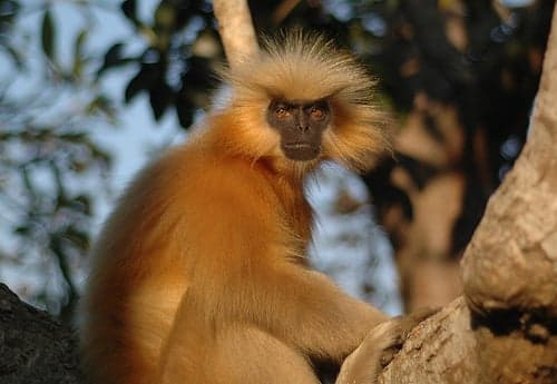 A golden langur monkey with pale gold fur sitting in a tree in Bhutan