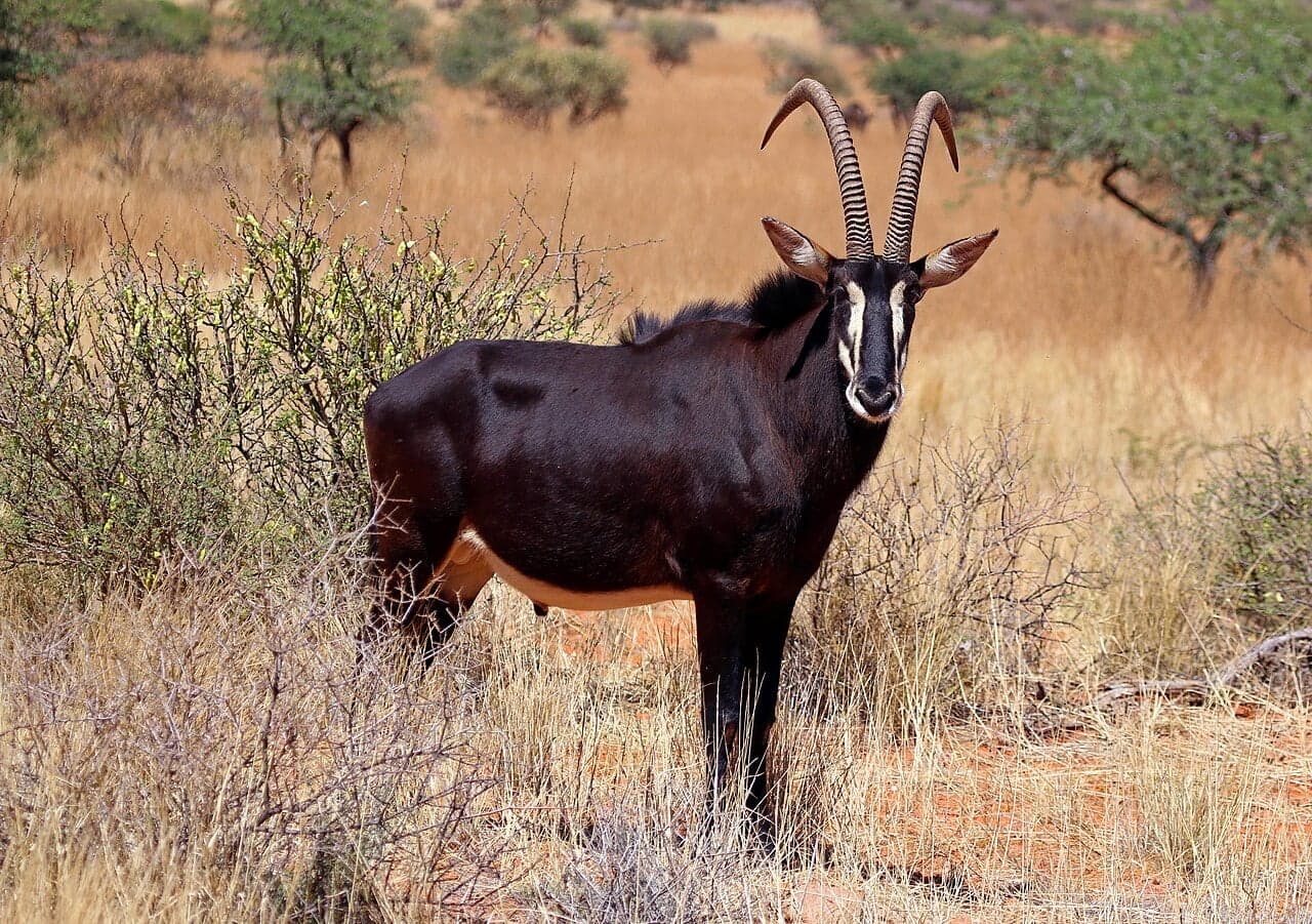 A group of kob antelopes grazing on golden savanna grassland in Burkina Faso