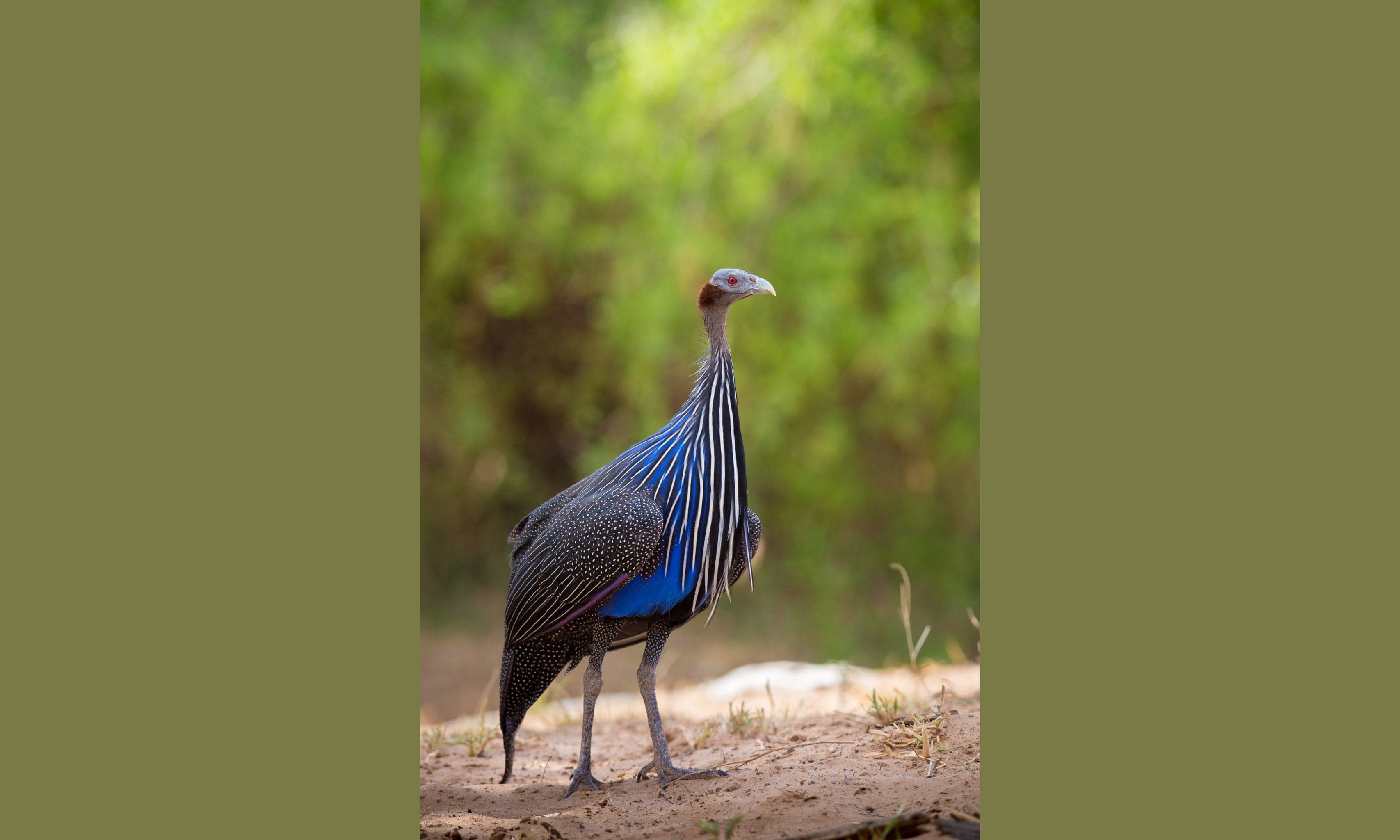 A vulturine guineafowl with vivid blue plumage and white-streaked feathers on the African savanna