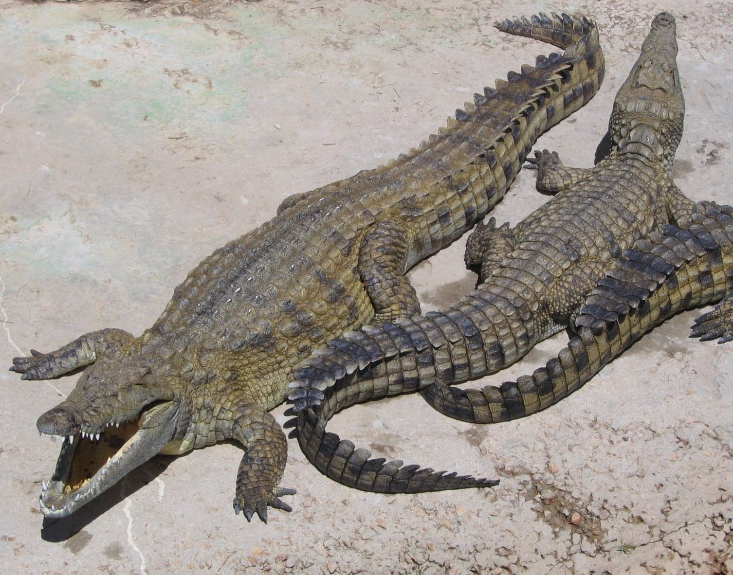A Nile crocodile resting on a sandy riverbank with its mouth open