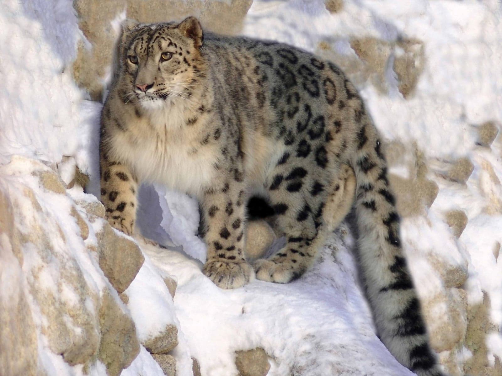 A snow leopard standing among snowy rocks
