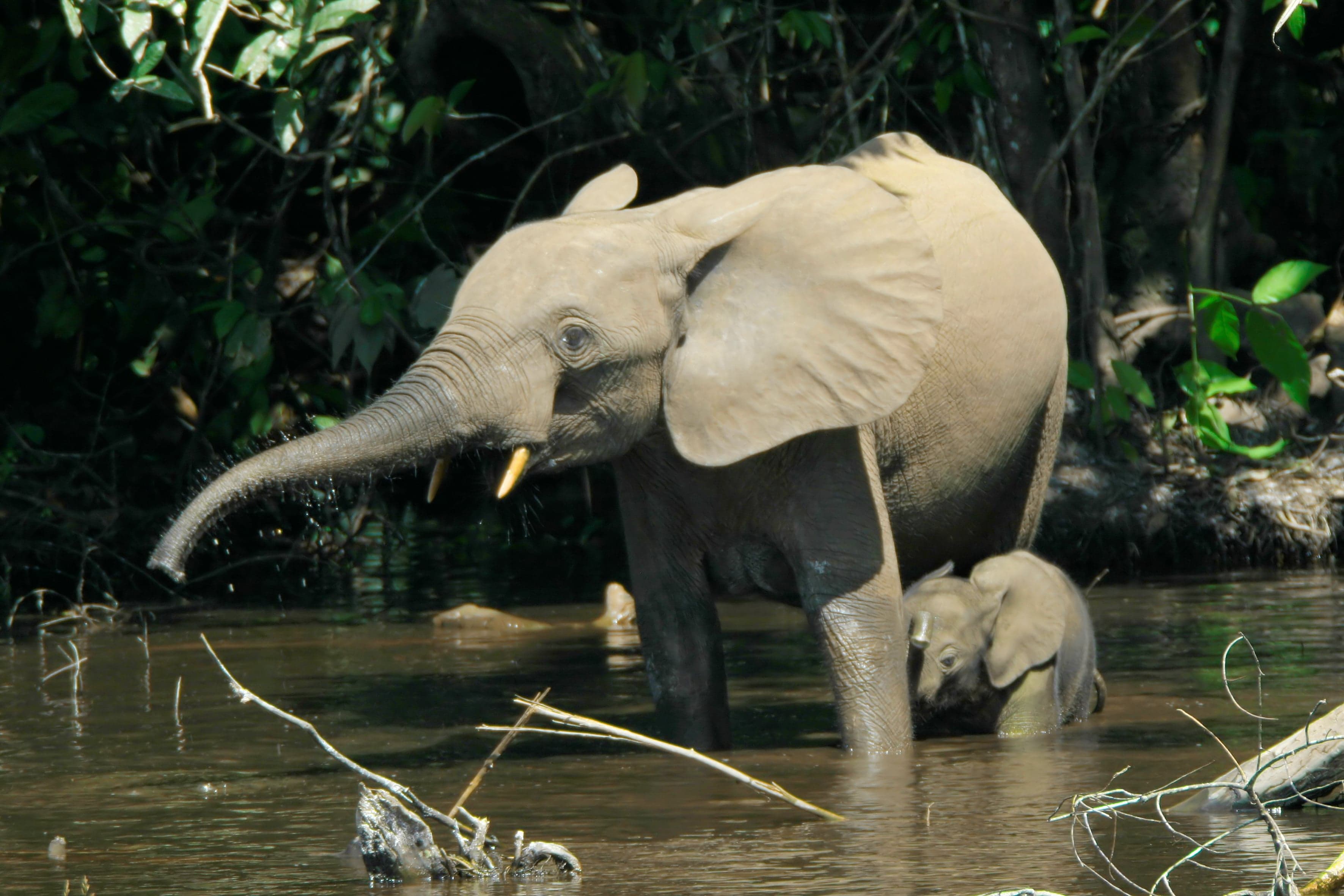 An African forest elephant walking among trees in a dense rainforest