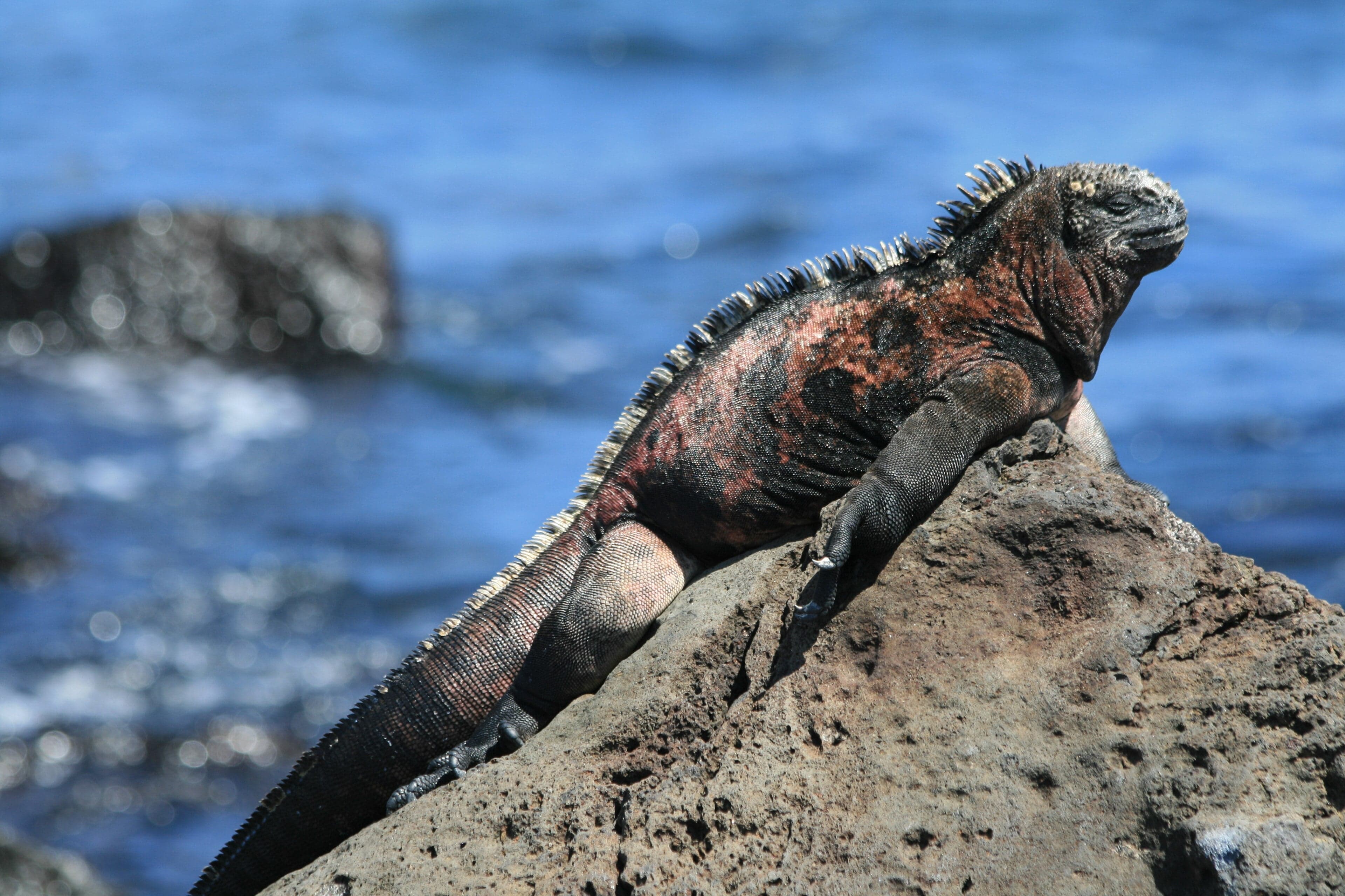 A dark marine iguana resting on a black lava rock with the Pacific Ocean behind it