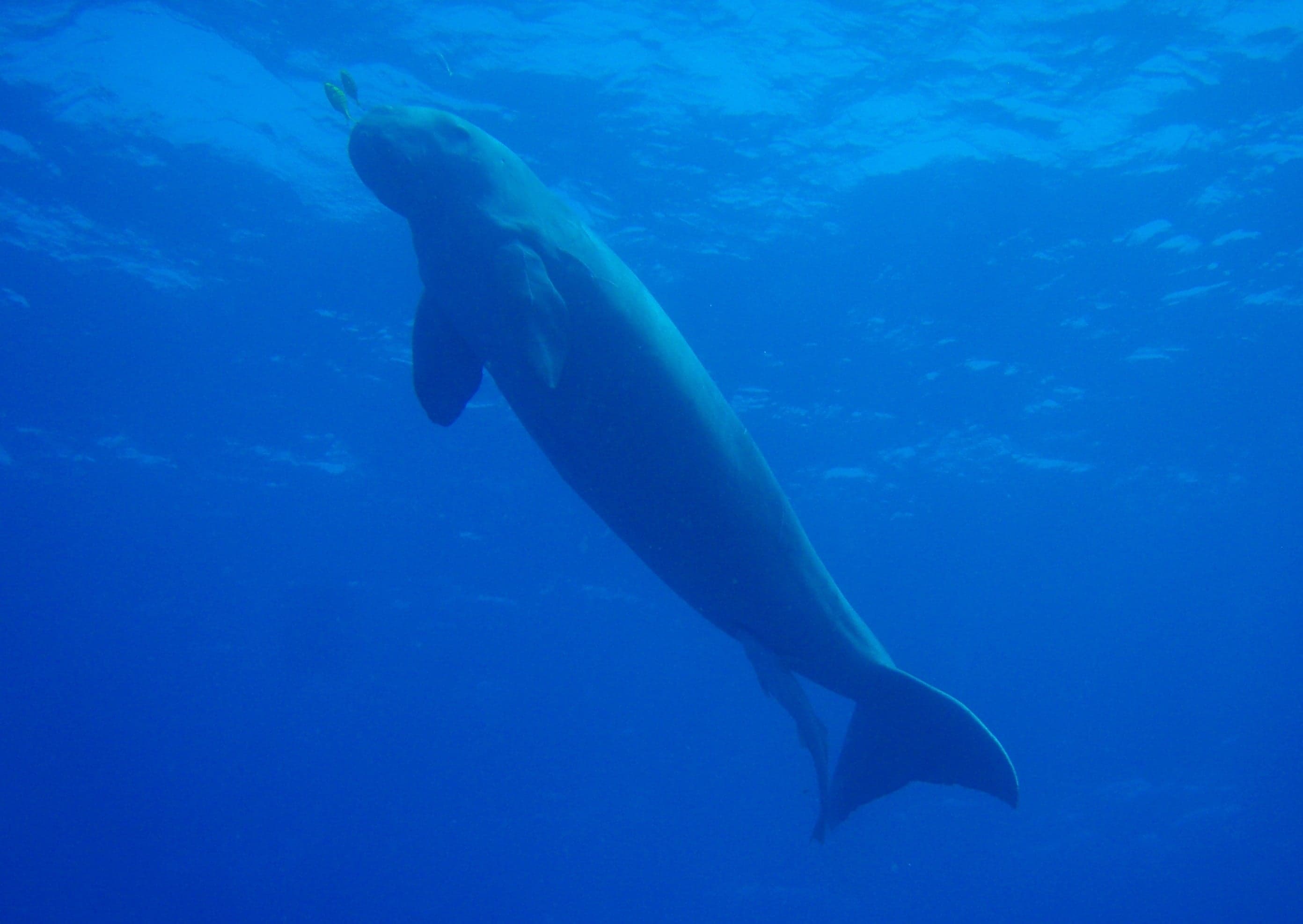 A dugong gliding slowly through shallow, sunlit tropical water above a bed of seagrass