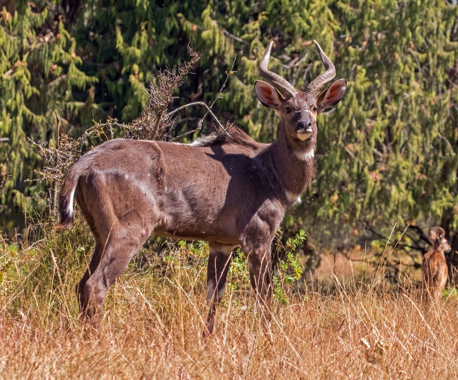 A male mountain nyala with long spiral horns in highland forest