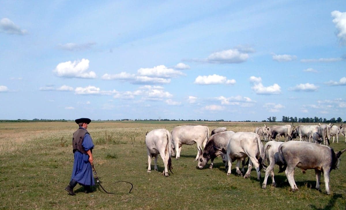 A flat grassy Hungarian plain stretching to the horizon under a wide sky