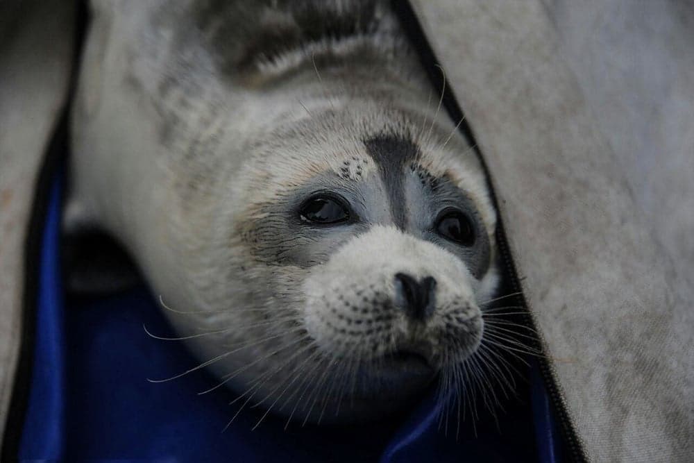 A round-eyed Caspian seal resting on a rocky shore with calm water behind it