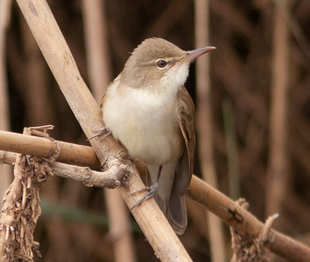 A Basra reed warbler perched on a tall marsh reed, beak open in song