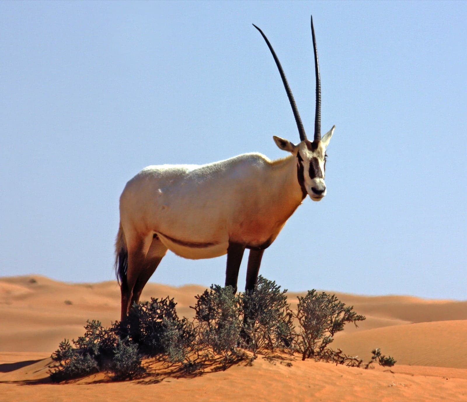 A white Arabian oryx with long straight horns in the desert