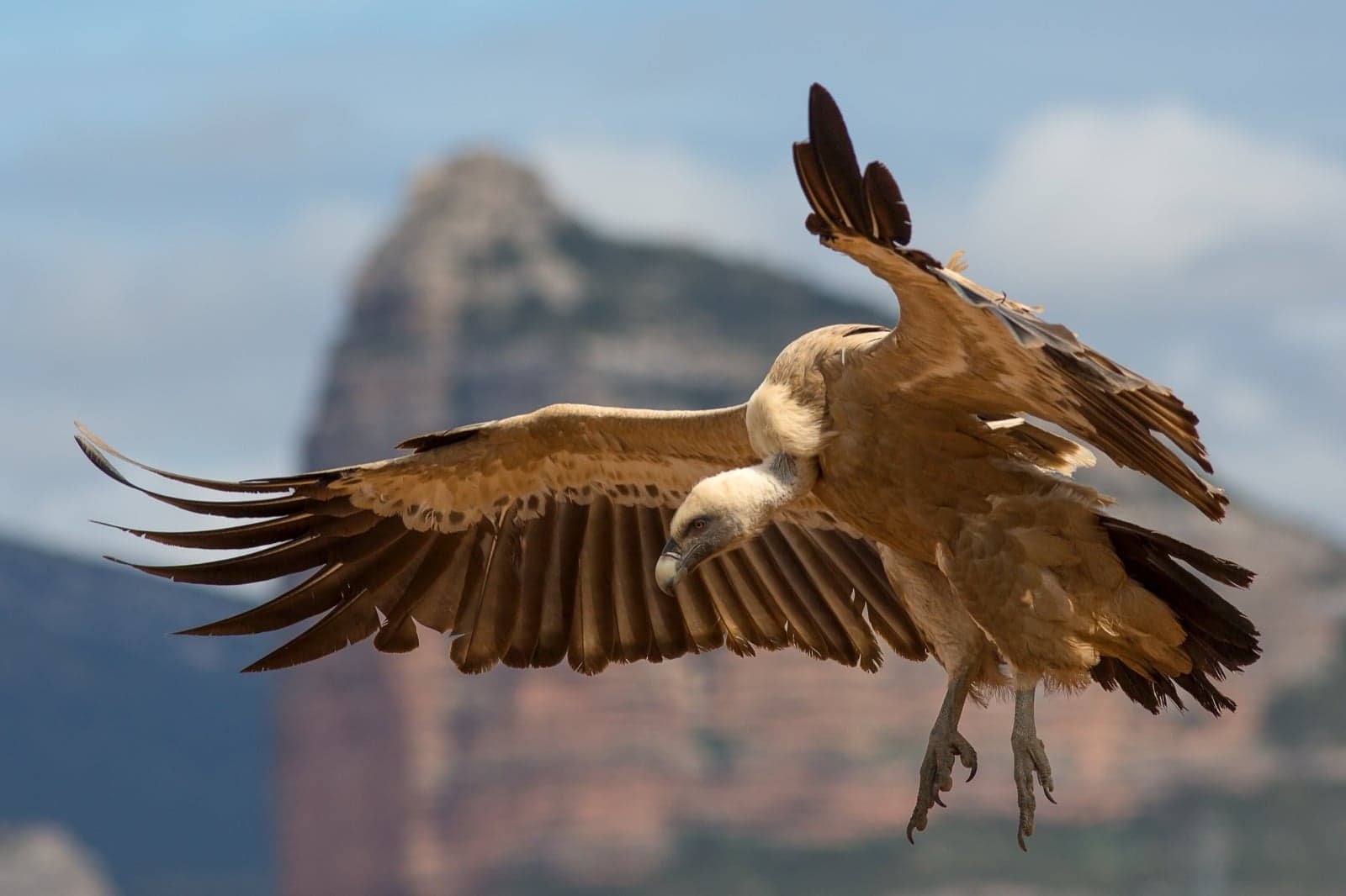 A griffon vulture in flight, wings spread wide