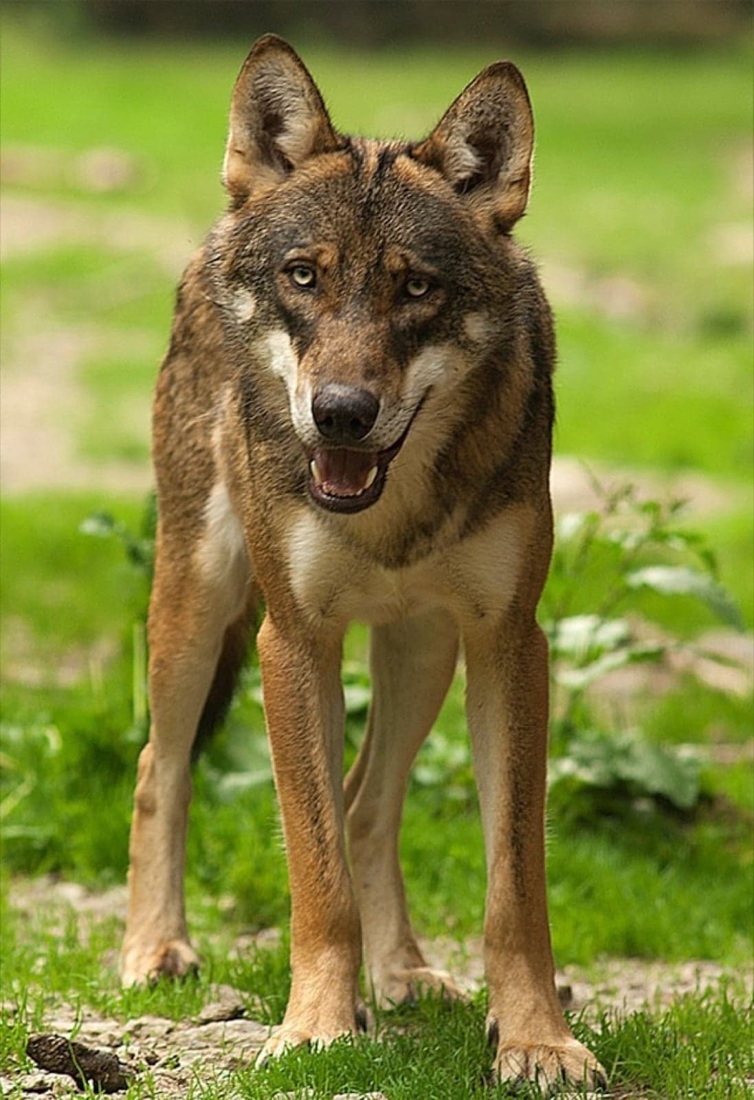 An Italian wolf standing on grass, looking ahead