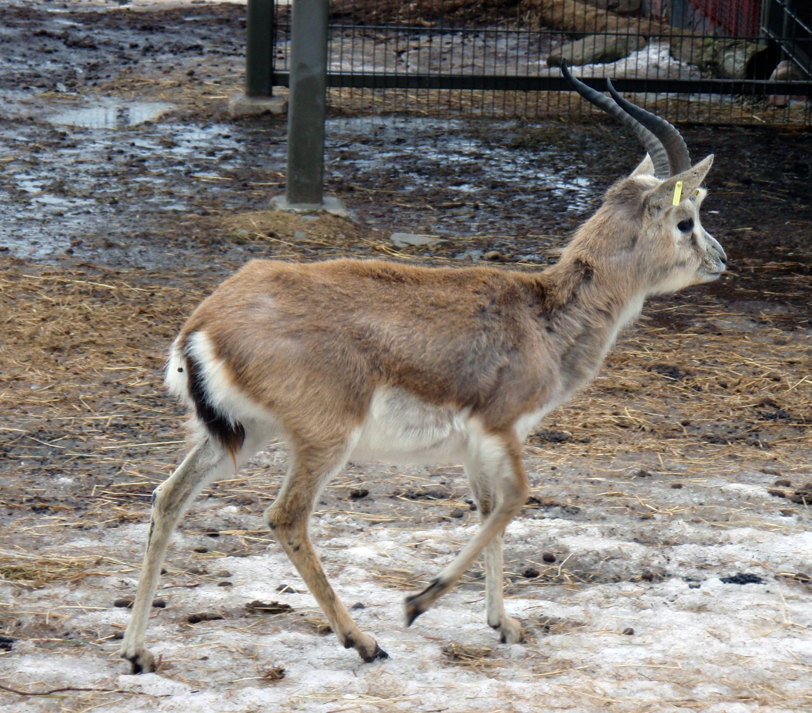 A slender sand gazelle with curved horns running across open desert