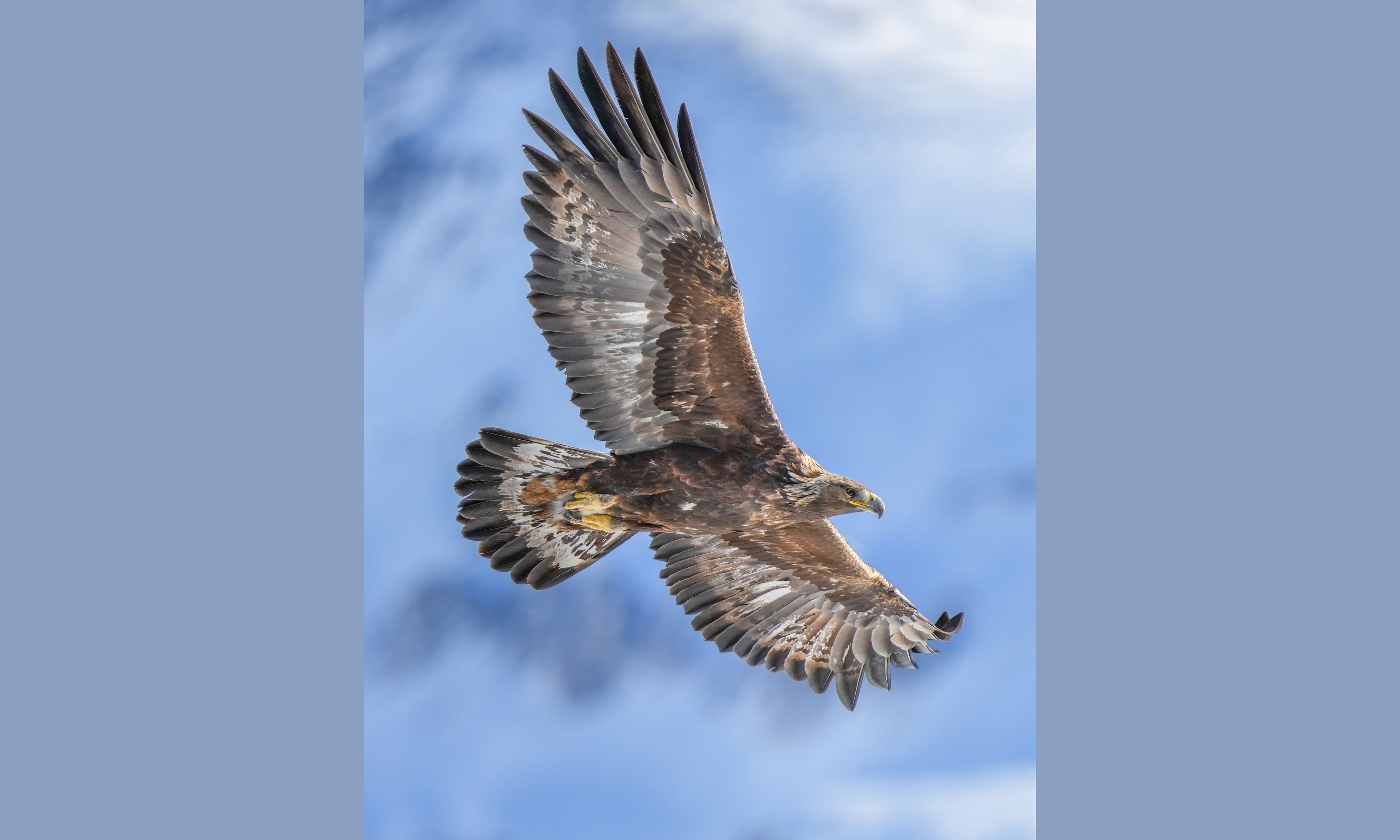 A golden eagle perched on a falconer's gloved arm against a mountain backdrop