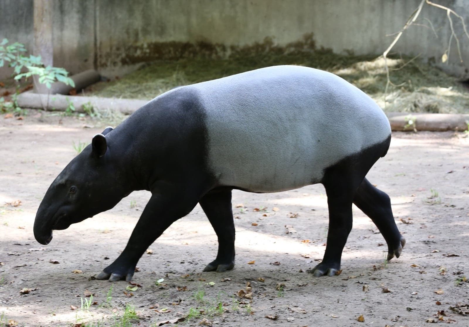 A black-and-white Malayan tapir standing in green undergrowth, with its small trunk reaching for a leaf