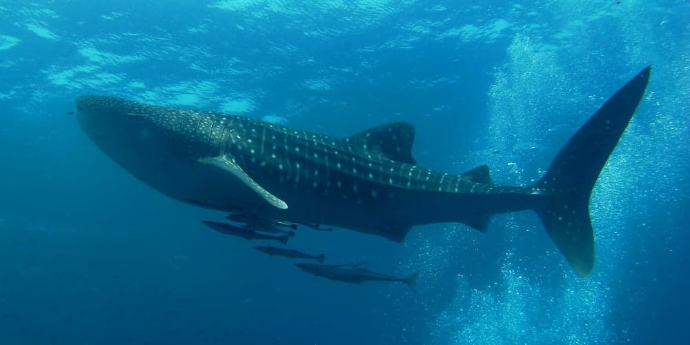 A huge spotted whale shark swimming just below the ocean surface