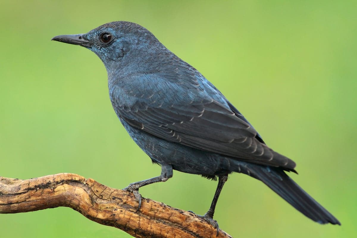 A male blue rock thrush perched on a Maltese cliff